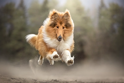 Beispiel eines Tier-Fotoshootings