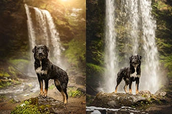 Beispiel eines Tier-Fotoshootings