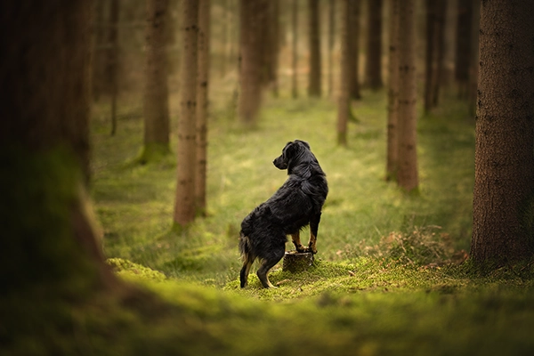 Beispiel eines Tier-Fotoshootings